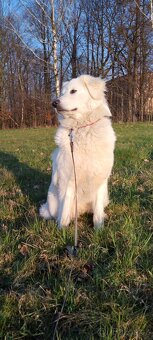 Slovenský čuvač - 2