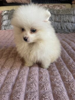 Pomeranian - 2