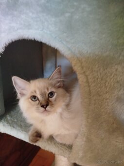 Ragdoll - 2