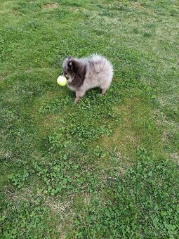 Pomeranian fešák - 2