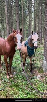TOP Quarter horse - 2