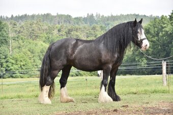 Irsky cob - 2