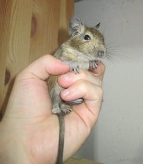 Osmák degu - mladí samečci - 2