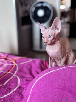SPHYNX koťátko bez PP - 2