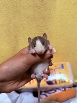 Potkan dumbo - 2