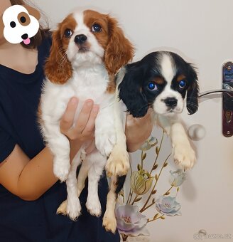 Kavalír King Charles Španěl - štěňátka bez PP (dvě fenky) - 2