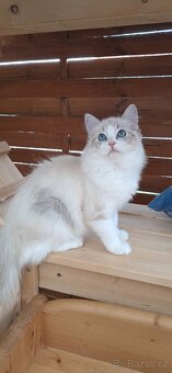 Kočička ragdoll s PP - 2