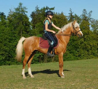 Německý jezdecký pony  do sportu - 2