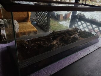 Terárium pro plazy - 2