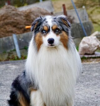 Pes ke krytí AUO Alvin - 2