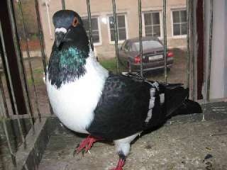 Prodám české strakáče - 2