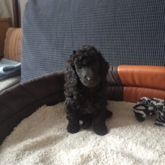 Pudl trpasličí - 2