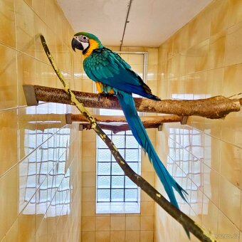 Ara Ararauna – samec - 2