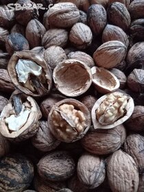Ořechy vyloupané - 2