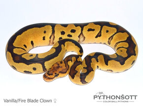 KRAJTA KRÁLOVSKÁ - Python regius - 2