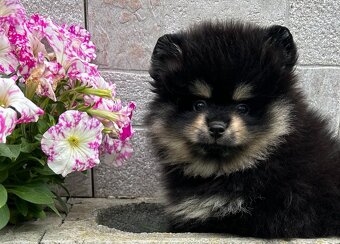POMERANIAN - 2