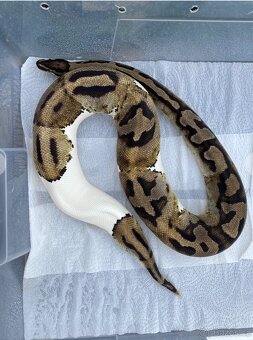 Krajta královská ADULT - NAPÁŘENÉ SAMICE - RUŠÍM CHOV - 2