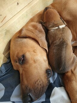 Rhodesian ridgeback s PP- Maisha Mazuri - 2