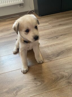 Štěňátka z mixu BOxLabrador s NOxHusky - 2