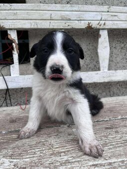 Border kolie - 2