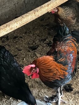 Kohout Marans měděnokrký - 2