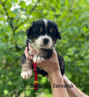 Bernský salašnický pes- štěňátka s PP - 2