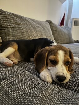 Prodáme štěně Beagla - 2