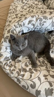 Britská koťatka - 2