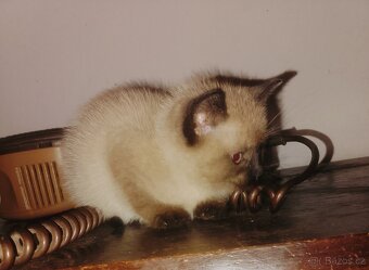 Britská krátkosrstá colorpoint - 2