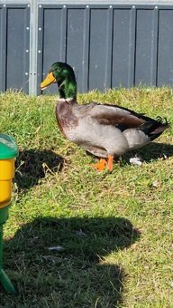 Kachny na prodej - 2