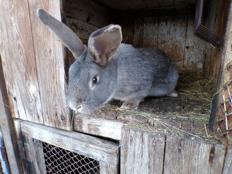 Chovný sameček - 2