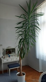 Pokojová květina - 2