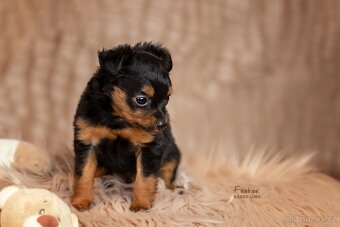 Pražský krysařík s PP FCI - 2