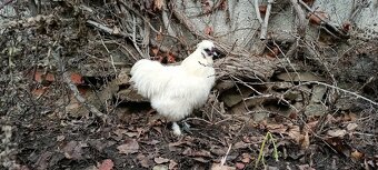 Kohout Hedvábnička - 2