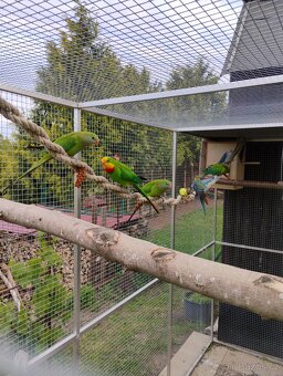 Papousek nádherný - 2