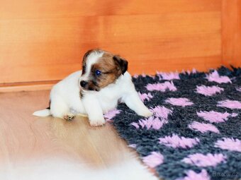 Jack Russel teriér s PP - Vagabond - 2