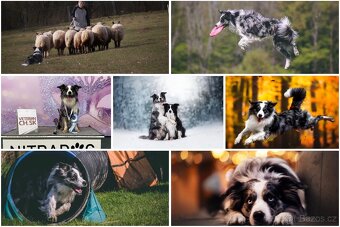 Border kolie s PP, štěňátka - 2