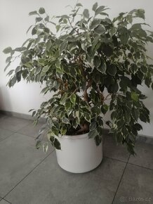 Ficus benjamin - 2