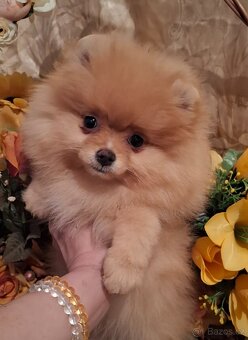 Pomeranian s PP FCI - 2