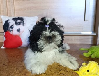 Shih-tzu s PP poslední štěňátko (shih tzu , shitzu, si-tzu) - 2