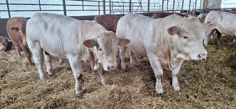 prodám býky Charolais - 2
