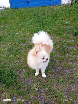 Pomeranian krytí - 2