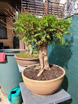 Bonsai,bonsaj Thuje - 2