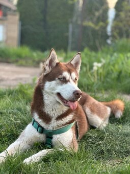 Husky sibiřský - 2