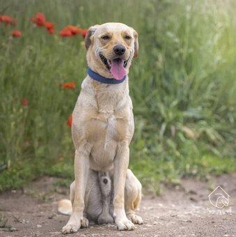 Kříženec v typu labradora - 2