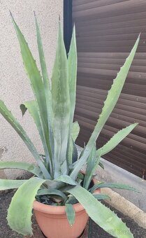 Agave americana - 2