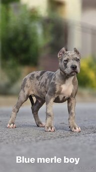 American bully xl, pitbull xxl - 2