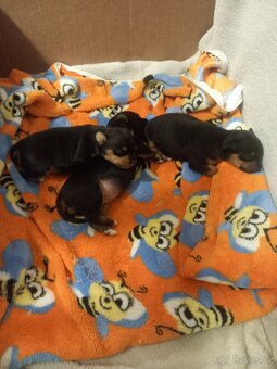 Pražský krysařík - 2