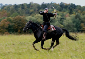 Připouštění Qh hřebcem Silver Black Harry - 2