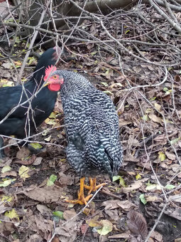 Prodám mladé kohouty - 2